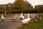 Goose_crossing