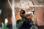 ptacci u vodopadu